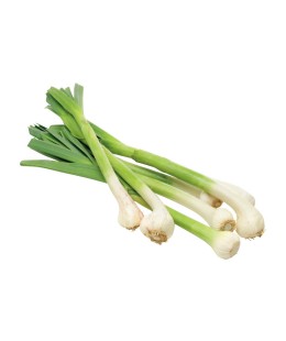 Mladi slovenski česen