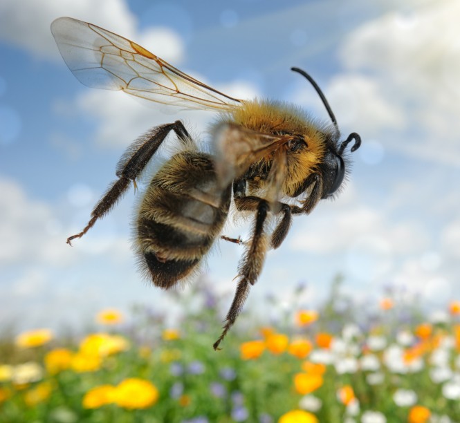 SPAR čebele, brez čebel ni hrane za ljudi