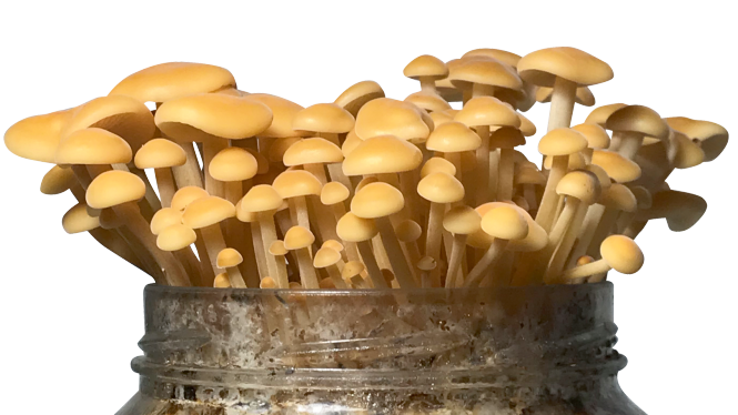 Slovenska kraljica, GOBA - šitake