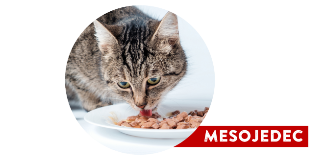 Hišni ljubljenčki - Mačke mesojedec