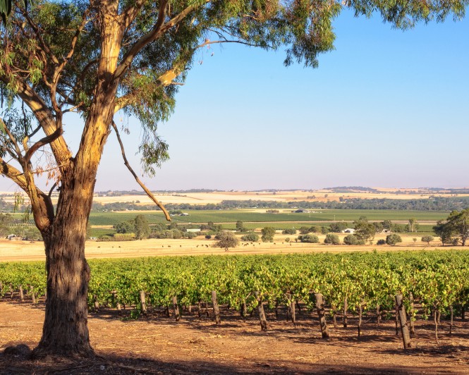 SPAR Vinoteka - 10 odličnih vinskih regij - Avstralija