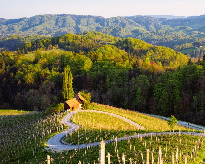 SPAR Vinoteka - 10 odličnih vinskih regij - Slovenija