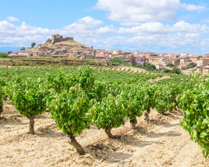SPAR Vinoteka - 10 odličnih vinskih regij - Španija