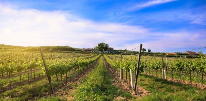 SPAR Vinoteka, Vina Schloss Fels