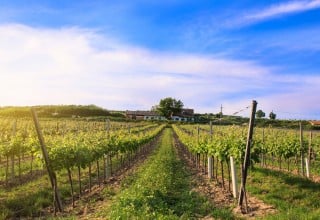 SPAR Vinoteka, Vina Schloss Fels