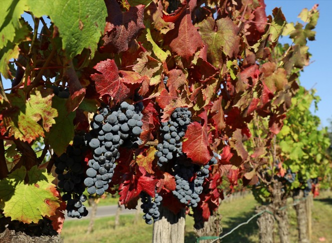 Avtohtoni vinogradniški biseri, Kakšna je razlika med avtohtonimi in tradicionalnimi sortami?