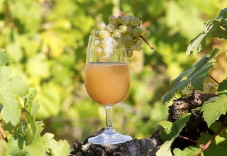 Slovenske vinske klasike, Mošt - prvi okus jeseni