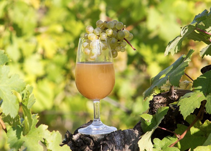 Slovenske vinske klasike, Mošt - prvi okus jeseni