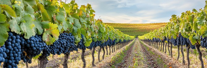 SPAR Vinoteka, Slovenske vinske klasike