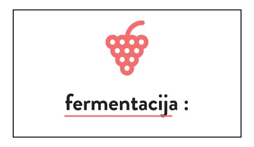 Vinski slovarček, fermentacija