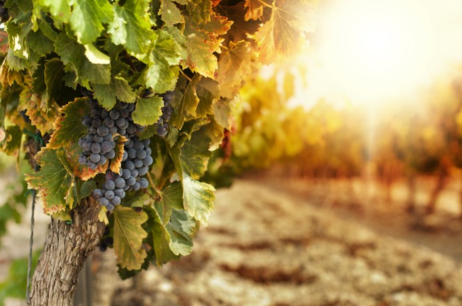 Vino, sonce v steklenici, steklenica vina pod drobnogledom, SPAR SI