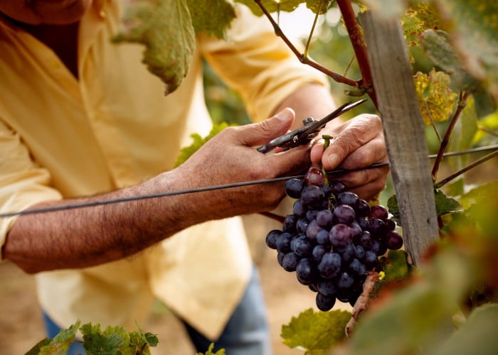 Vino, sonce v steklenici, bogastvo slovenske vinske tradicije, vesele trgatve, SPAR SI