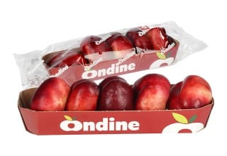 Nektarine Ondine
