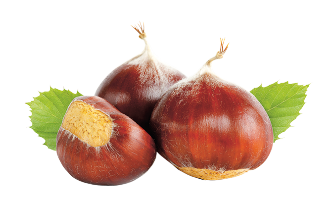 Slovenski kostanj Maroni