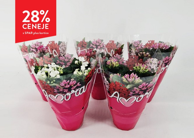 Sparova cvetličarna, BUVARDIJA - 28 % ceneje s SPAR plus kartico