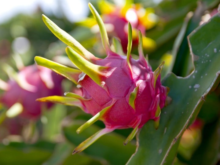 Pitahaya (Dragon Fruit) nasad