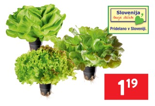 Super vikend ponudba: SLOVENSKE SOLATE ŽIVA 1 kos - 1,19 €
