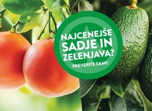Grenivke in avokado na drevesu, ter označevalec Najcenejše sadje in zelenjava? Preverite sami!