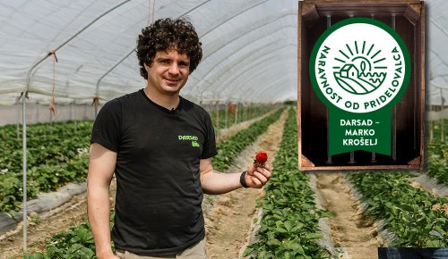 Marko Krošelj, lastnik podjetja Darsad, z jagodami