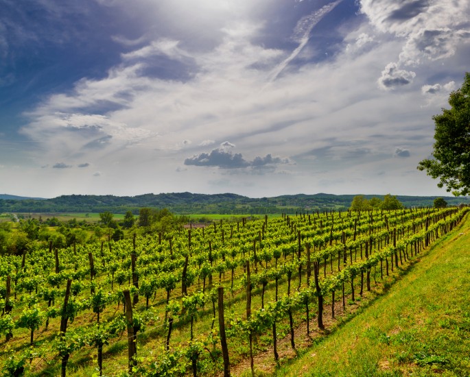 Vinograd