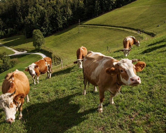 Kmetijsko-gozdarska zadruga Idrija, Družinska kmetija Jeram, To smo mi, naravnost od pridelovalca