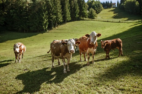Koroška kmetijsko-gozdarska zadruga, To smo mi, naravnost od pridelovalca
