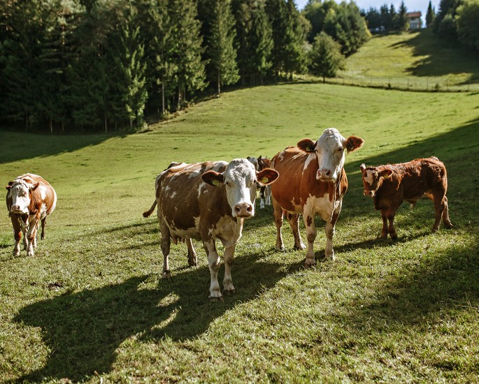 Koroška kmetijsko-gozdarska zadruga, To smo mi, naravnost od pridelovalca