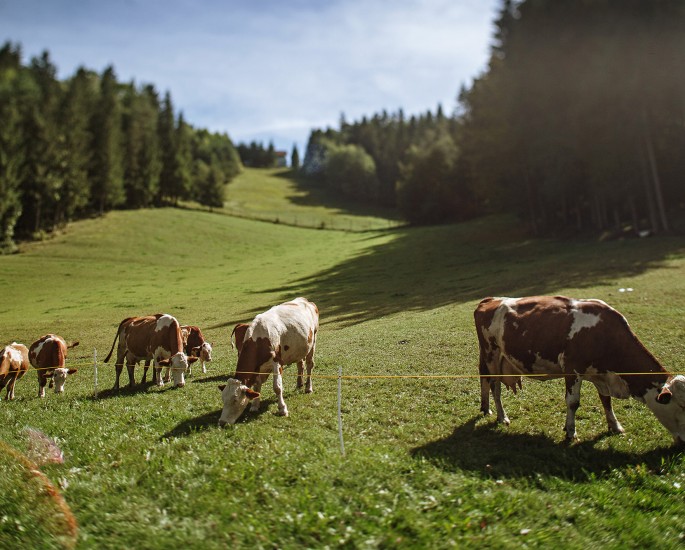 Koroška kmetijsko-gozdarska zadruga, To smo mi, naravnost od pridelovalca