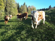 Ekološka kmetija Fijavž, lokalni dobavitelji, TO SMO MI, Naravnost od pridelovalca, SPAR