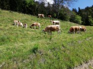 Ekološka kmetija Leder, lokalni dobavitelji, TO SMO MI, Naravnost od pridelovalca, SPAR