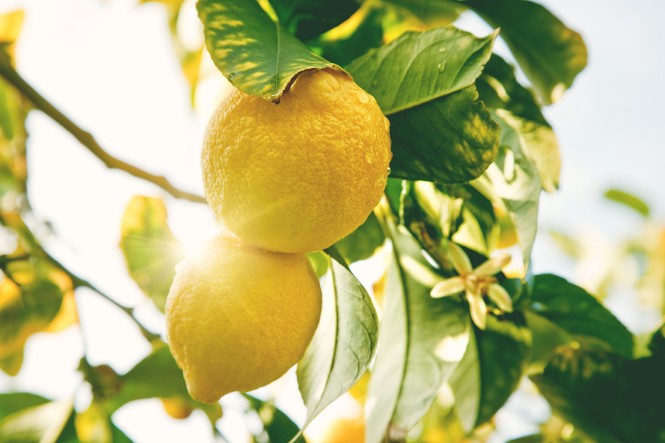 Lemon. Ripe Lemons hanging on tree. Growing Lemon Lemon. Ripe Lemons hanging on tree. Growing Lemon