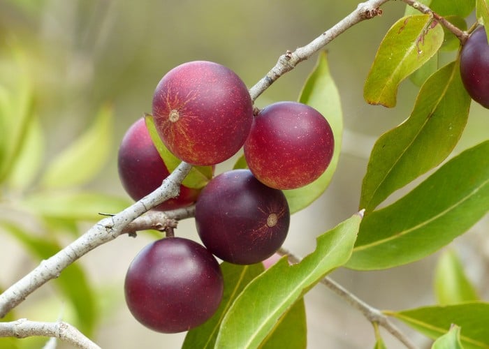 Camu-camu