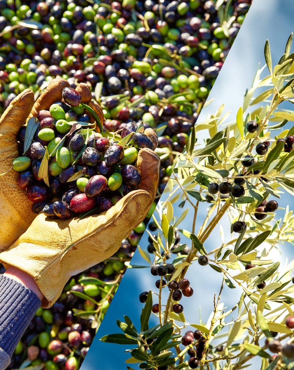 Nabiranje oliv