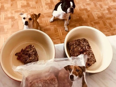 Good4Dogs, surova hrana za pse, Branko in Radojka Merhar