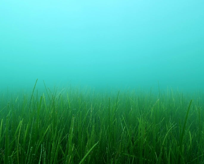 Podpiramo zavod You®Sea in ohranjamo biotsko raznovrstnost morja