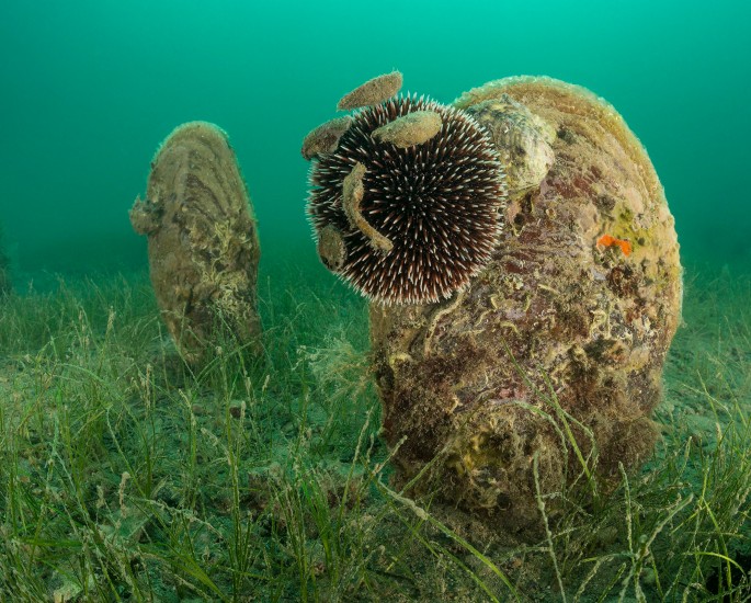 Podpiramo zavod You®Sea in ohranjamo biotsko raznovrstnost morja