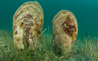 Podpiramo zavod You®Sea in ohranjamo biotsko raznovrstnost morja