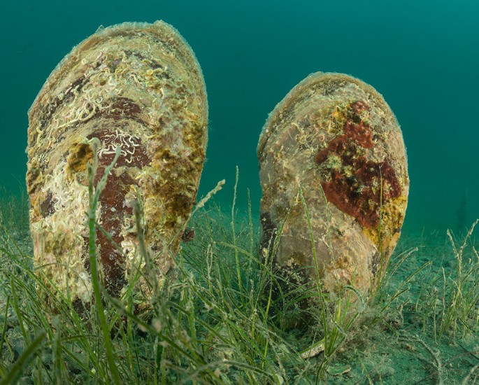 Podpiramo zavod You®Sea in ohranjamo biotsko raznovrstnost morja