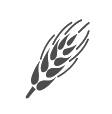 Vsebuje gluten